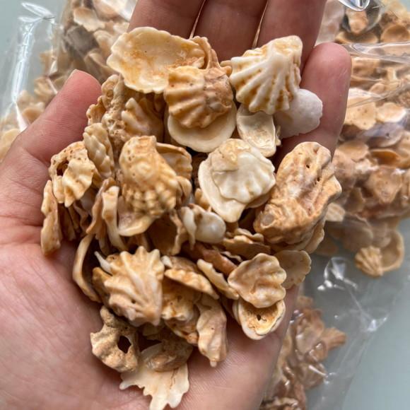 Conchas do Mar 150 Unidades
