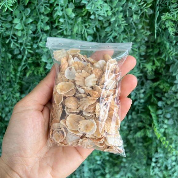 Conchas do Mar 150 Unidades