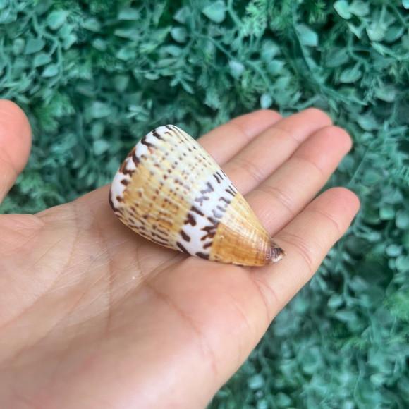 Conus Capitaneus Concha do Mar Cod 2
