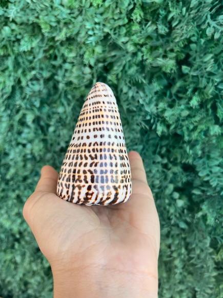 Conus Concha do Mar Cod 02