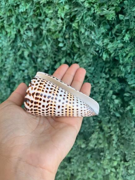 Conus Concha do Mar Cod 02