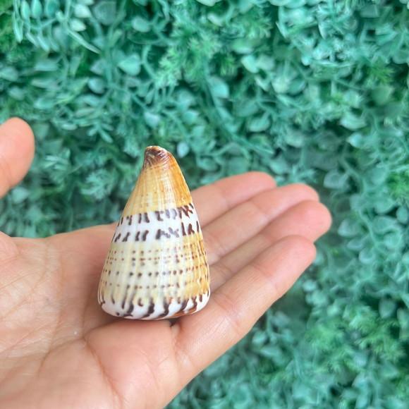 Conus Capitaneus Concha do Mar Cod 2