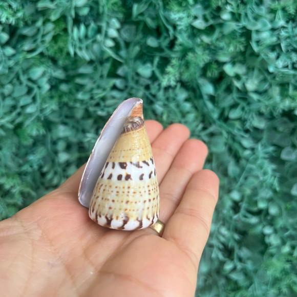 Conus Capitaneus Concha do Mar Cod 2