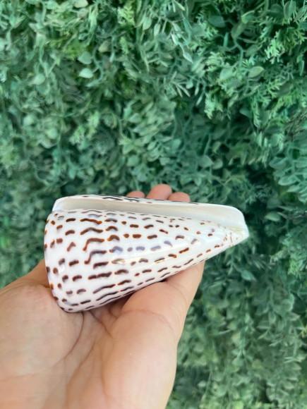 Conus Concha do Mar Cod 01
