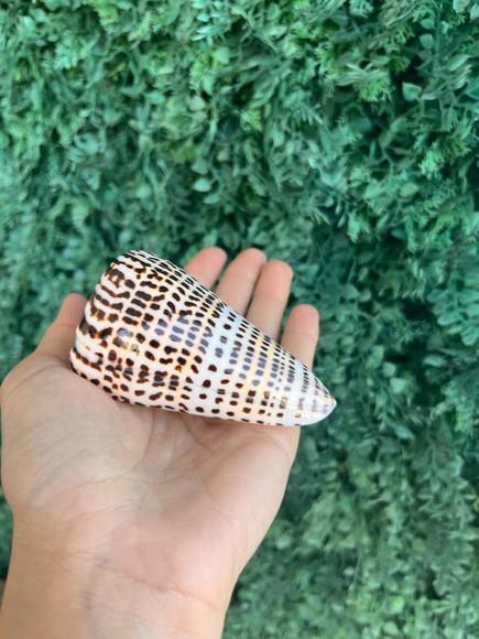 Conus Concha do Mar Cod 02