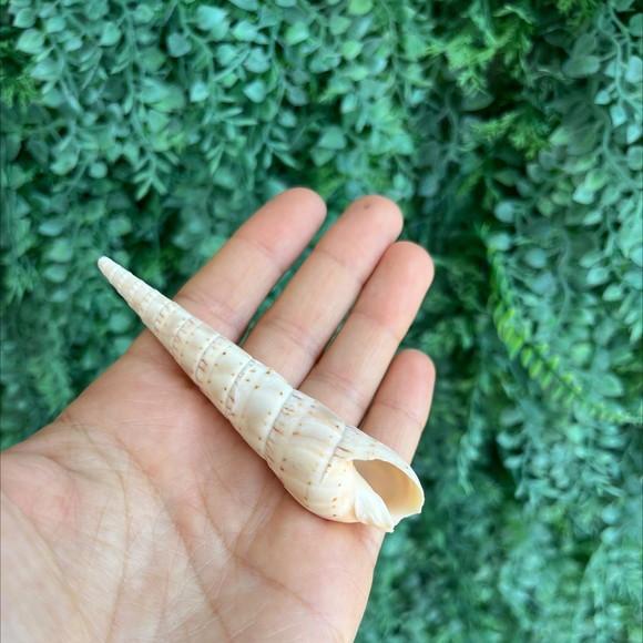 Conus Concha do Mar Cod 31