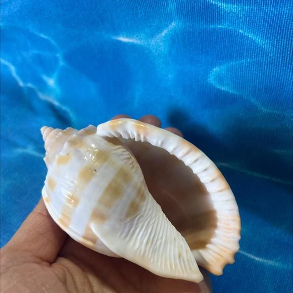 Conus Concha do Mar Cod 44