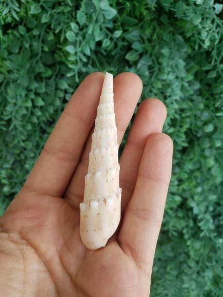 Conus Concha do Mar Cod 32