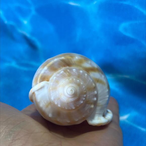 Conus Concha do Mar Cod 44