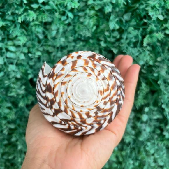 Conus Concha do Mar Cod 90
