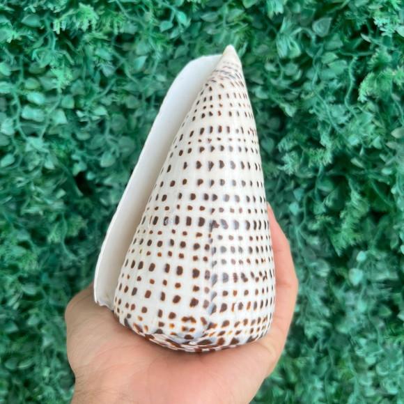 Conus Concha do Mar Cod 90