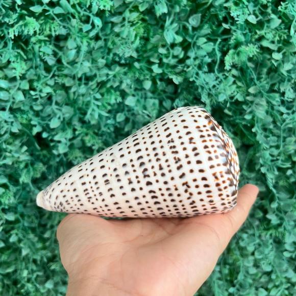 Conus Concha do Mar Cod 90