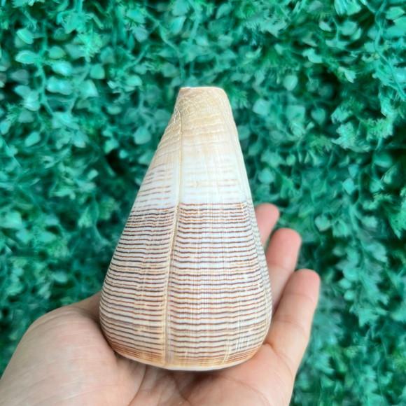 Conus Concha do Mar Cod 94