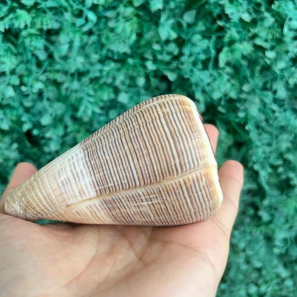 Conus Concha do Mar Cod 94
