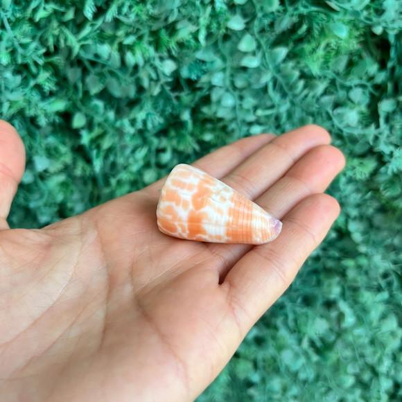 Conus Tessulatus 01