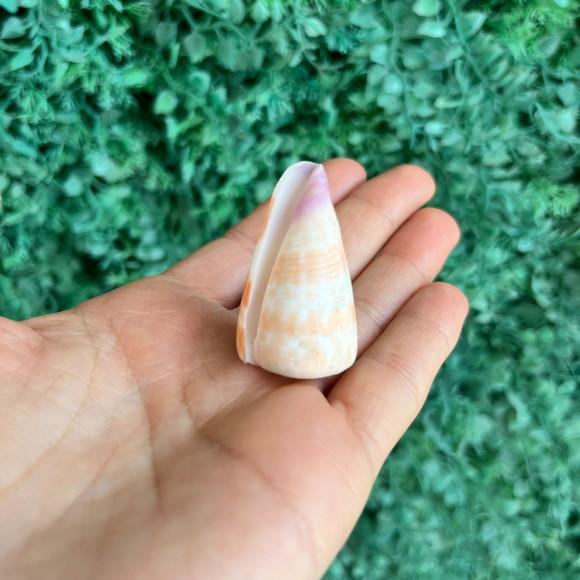 Conus Tessulatus 01