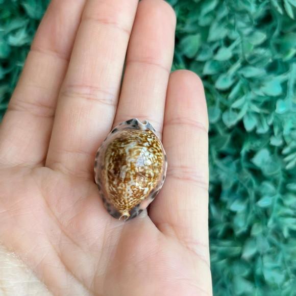 Cypraea Arabicula Lamark Cod 15