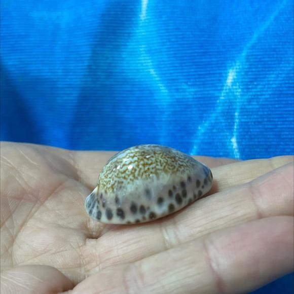 Cypraea Arabicula Lamark Cod 01