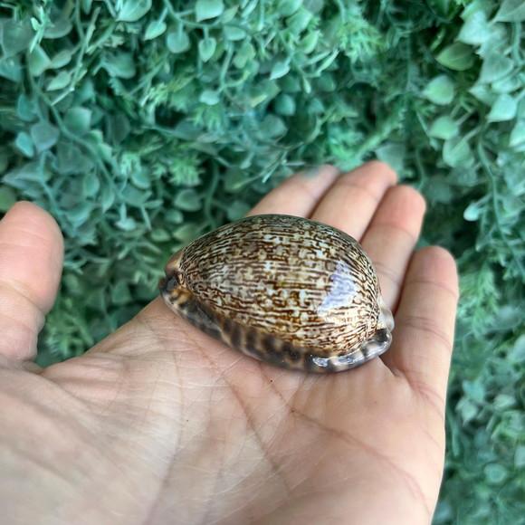 Cypraea Arabica Cod 01