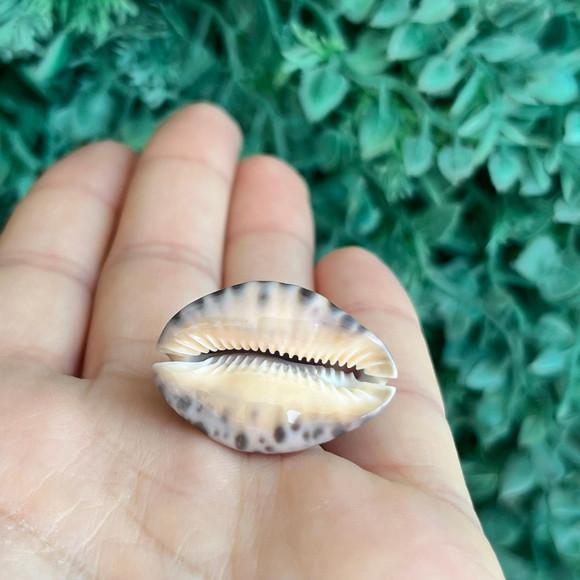Cypraea Arabicula Lamark Cod 15