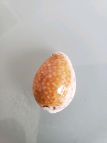 Cypraea Acicularis