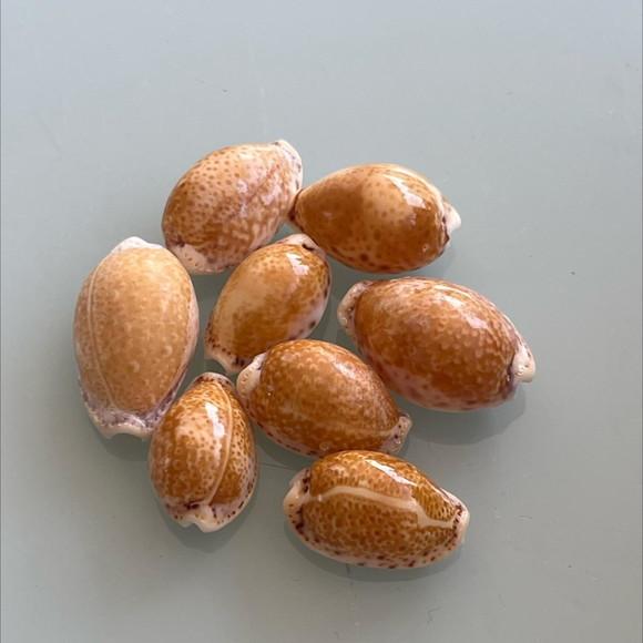 Cypraea Acicularis