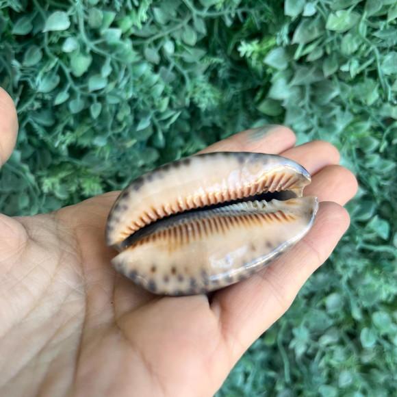 Cypraea Arabica Cod 01