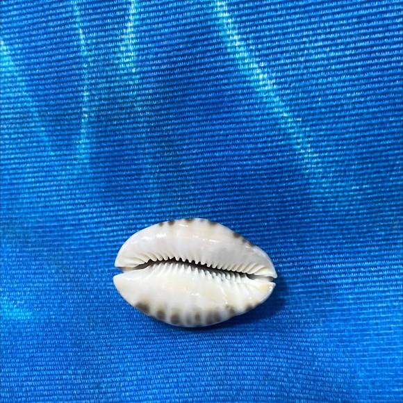 Cypraea Arabicula Lamark Cod 01