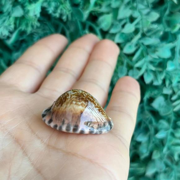 Cypraea Arabicula Lamark Cod 15