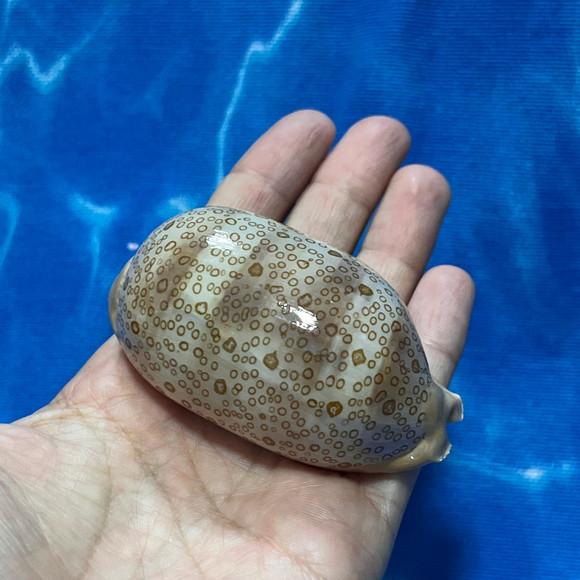 Cypraea Argus 05