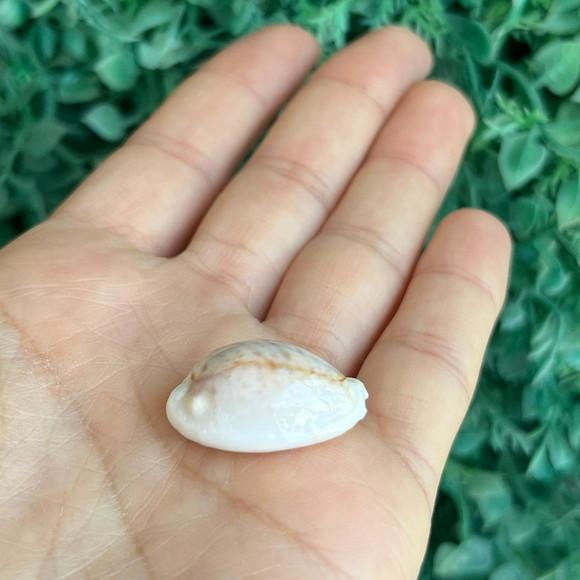 Cypraea Boivinii Kiener, 1843 Cod 28