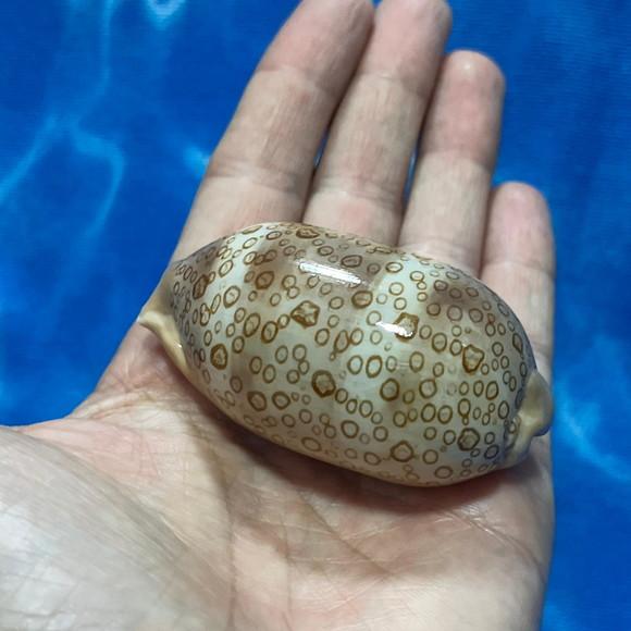 Cypraea Argus 06