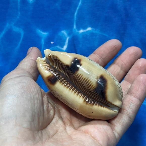 Cypraea Argus 05