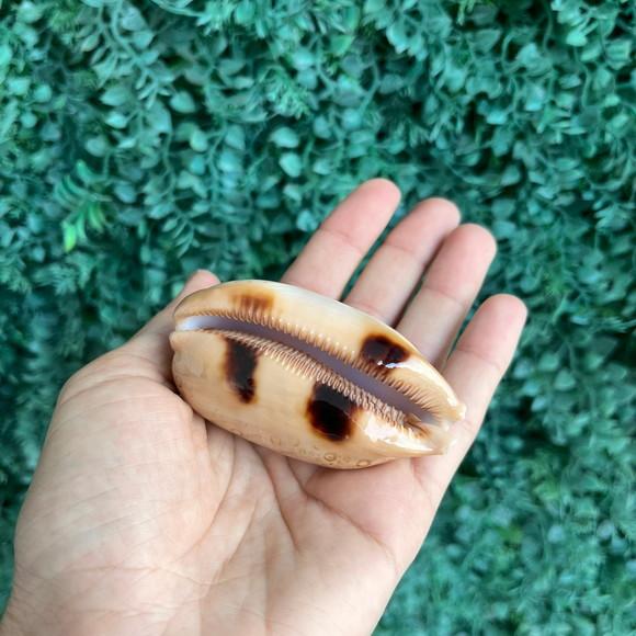 Cypraea Argus 01