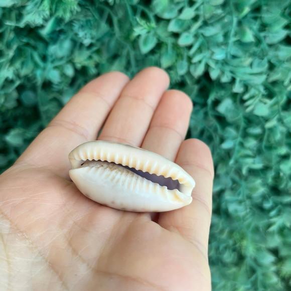 Cypraea Caurica 1758 Cod 31