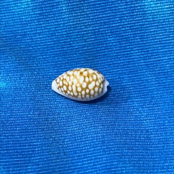 Cypraea Cribraria l 1758