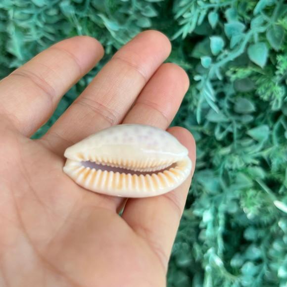 Cypraea Chinensis 03