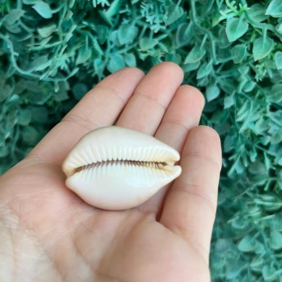Cypraea Cod 24