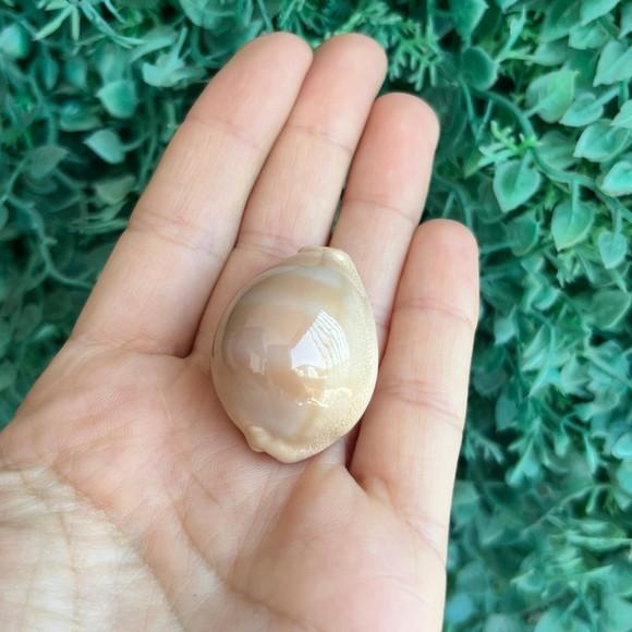 Cypraea Cod 24