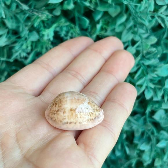 Cypraea Cinera 1993 Cod 11