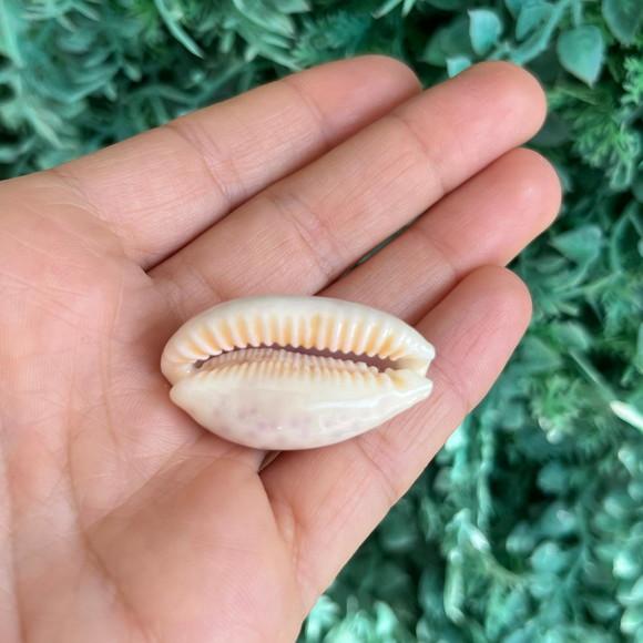 Cypraea Chinensis 03
