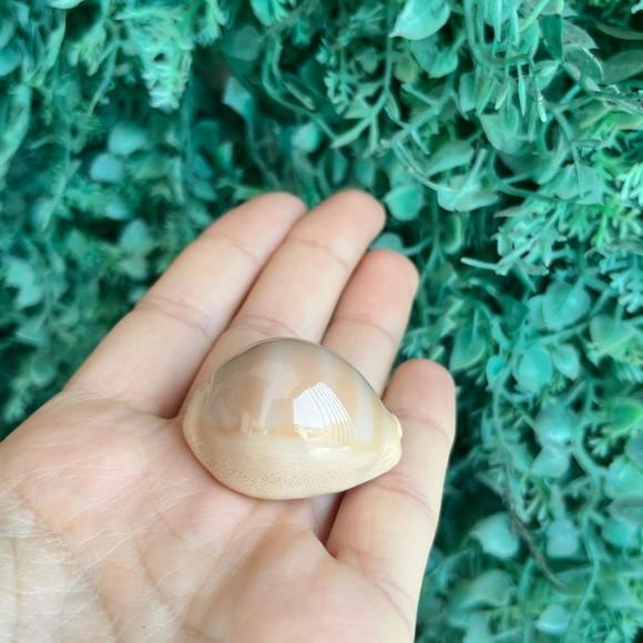 Cypraea Cod 24