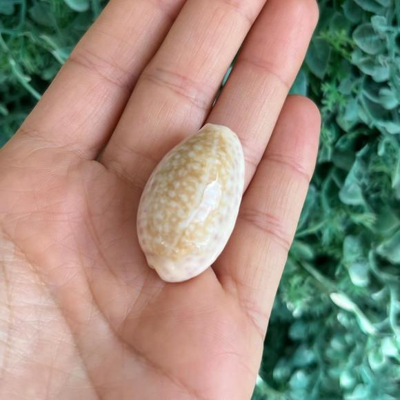 Cypraea Chinensis 03