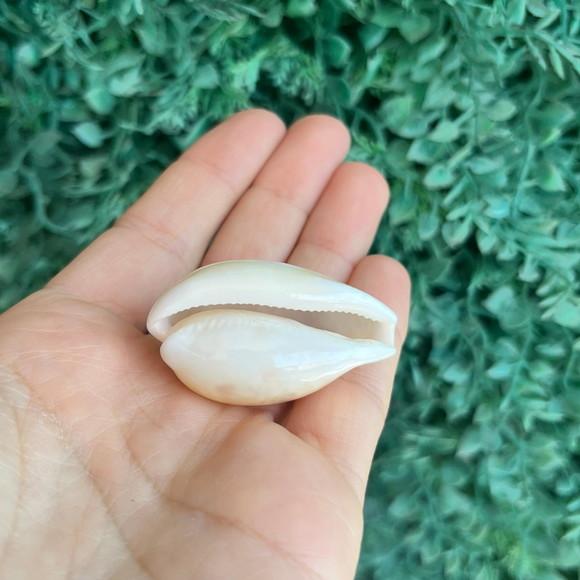 Cypraea Cypraea Achatada Inopinata 1930 Cod 23