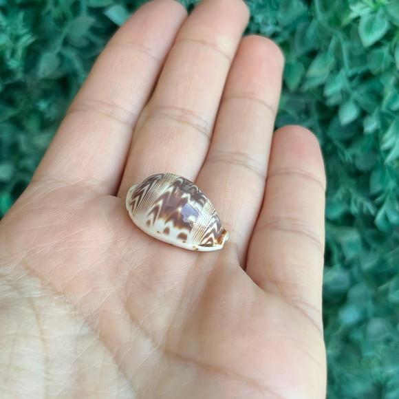 Cypraea Diluculum1845 Cod 34