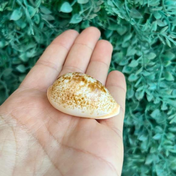 Cypraea Cypraea Achatada Inopinata 1930 Cod 23