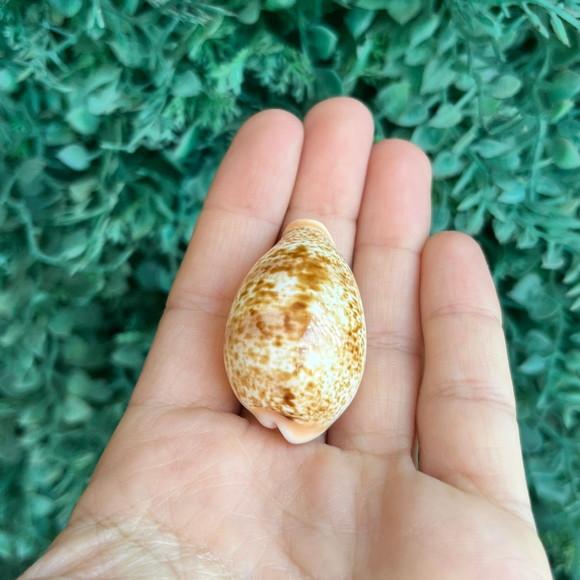 Cypraea Cypraea Achatada Inopinata 1930 Cod 23