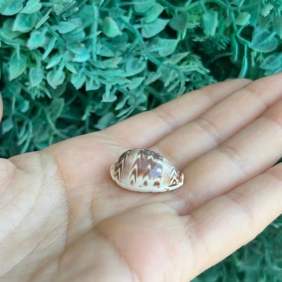 Cypraea Diluculum1845 Cod 34