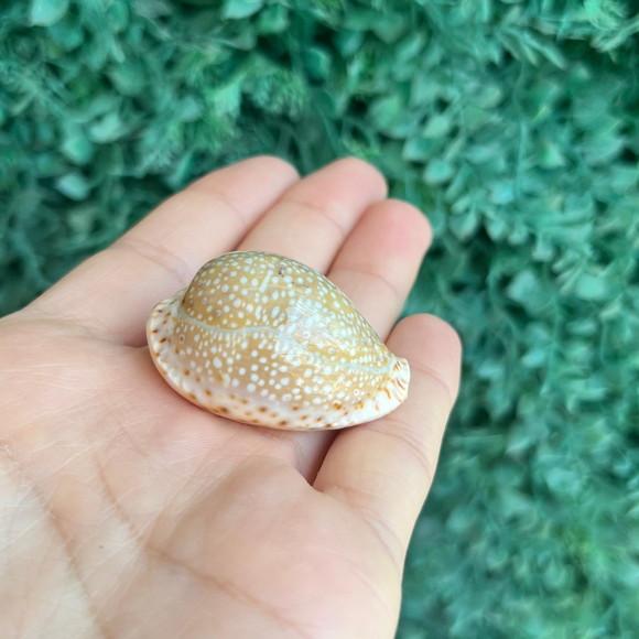 Cypraea Iamarckii Redimita 1888 Cod 19