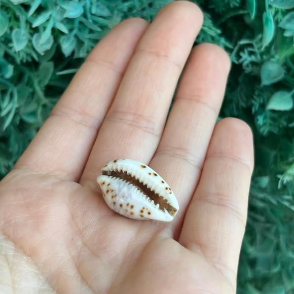 Cypraea Diluculum1845 Cod 34
